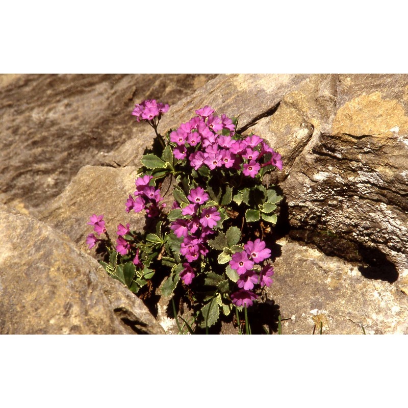 primula marginata curtis