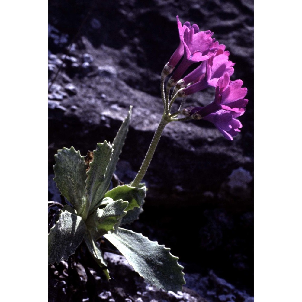 primula marginata curtis