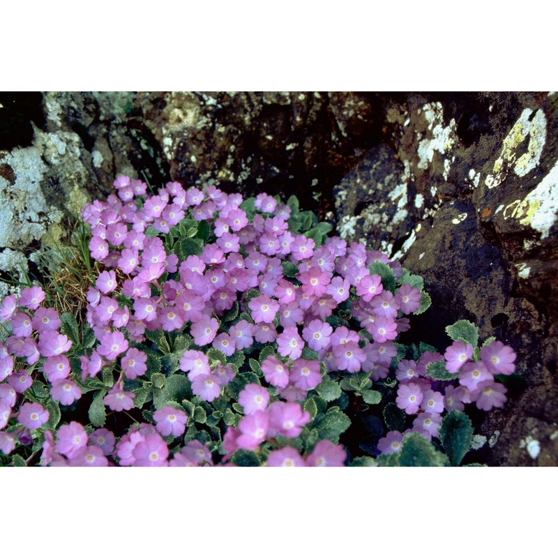 primula marginata curtis