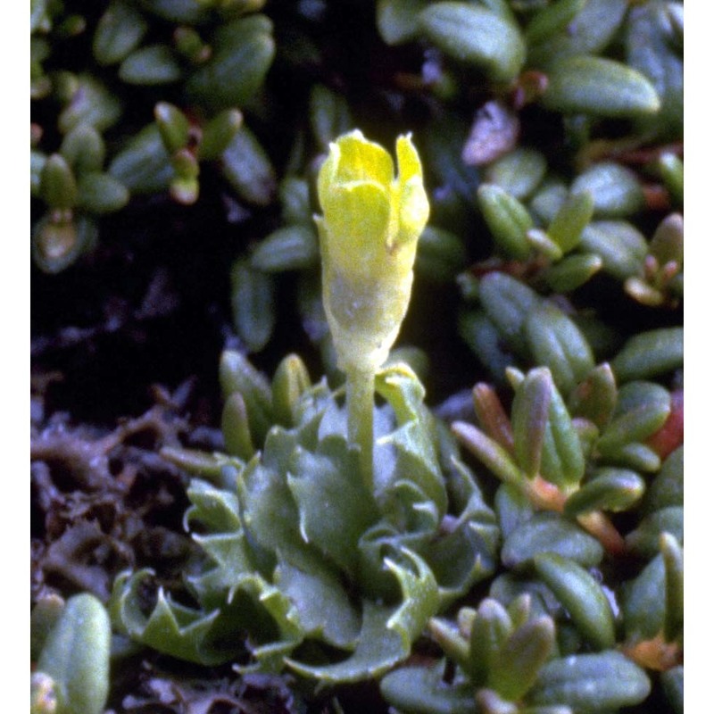 primula minima l.