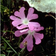 primula minima l.