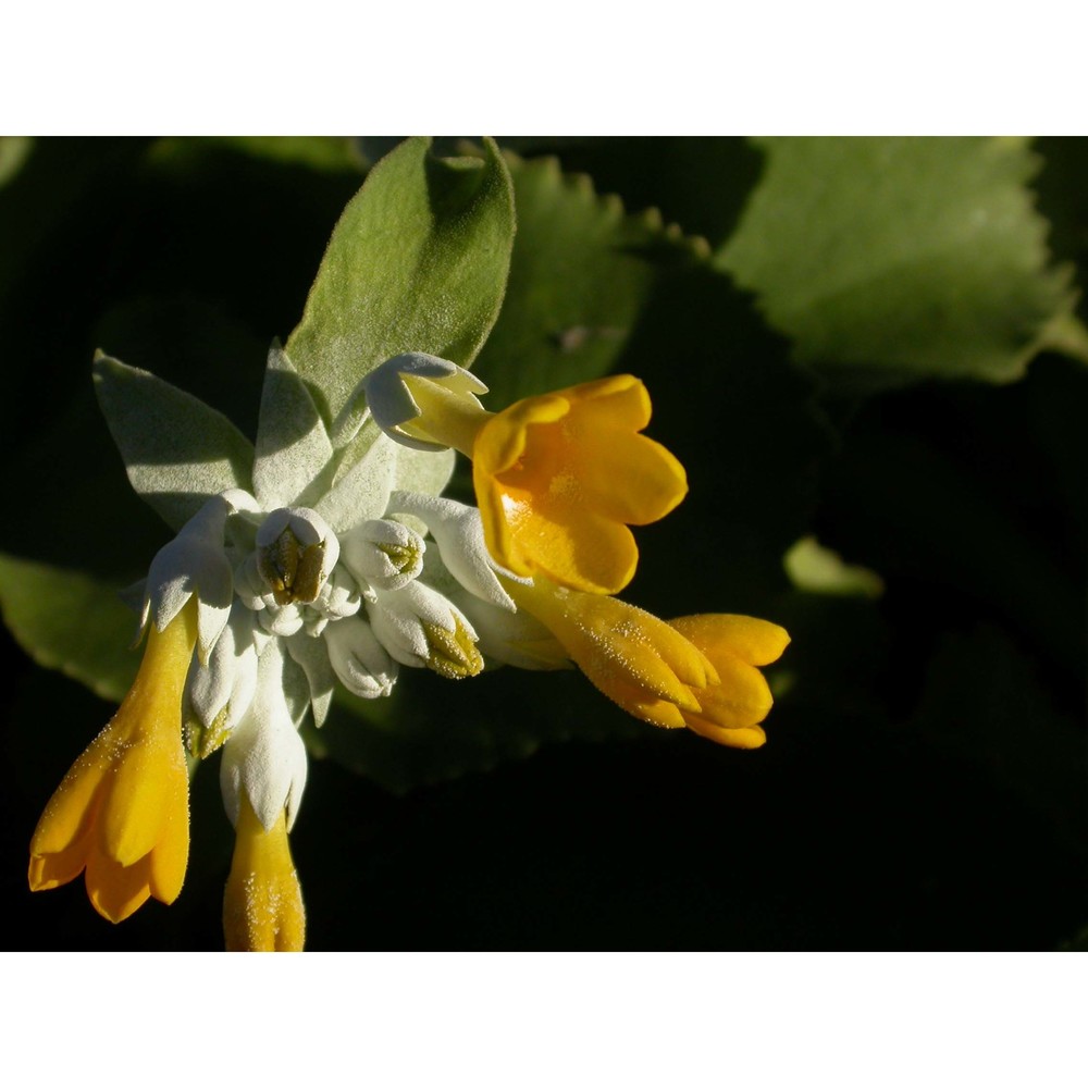 primula palinuri petagna