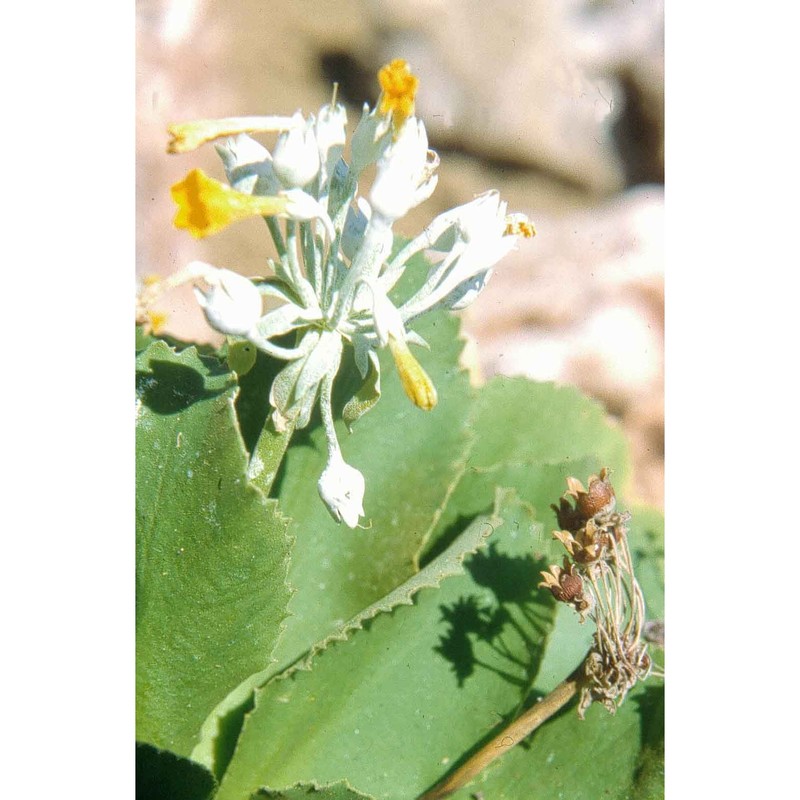 primula palinuri petagna