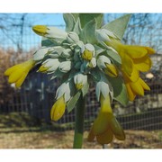 primula palinuri petagna