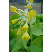 primula palinuri petagna