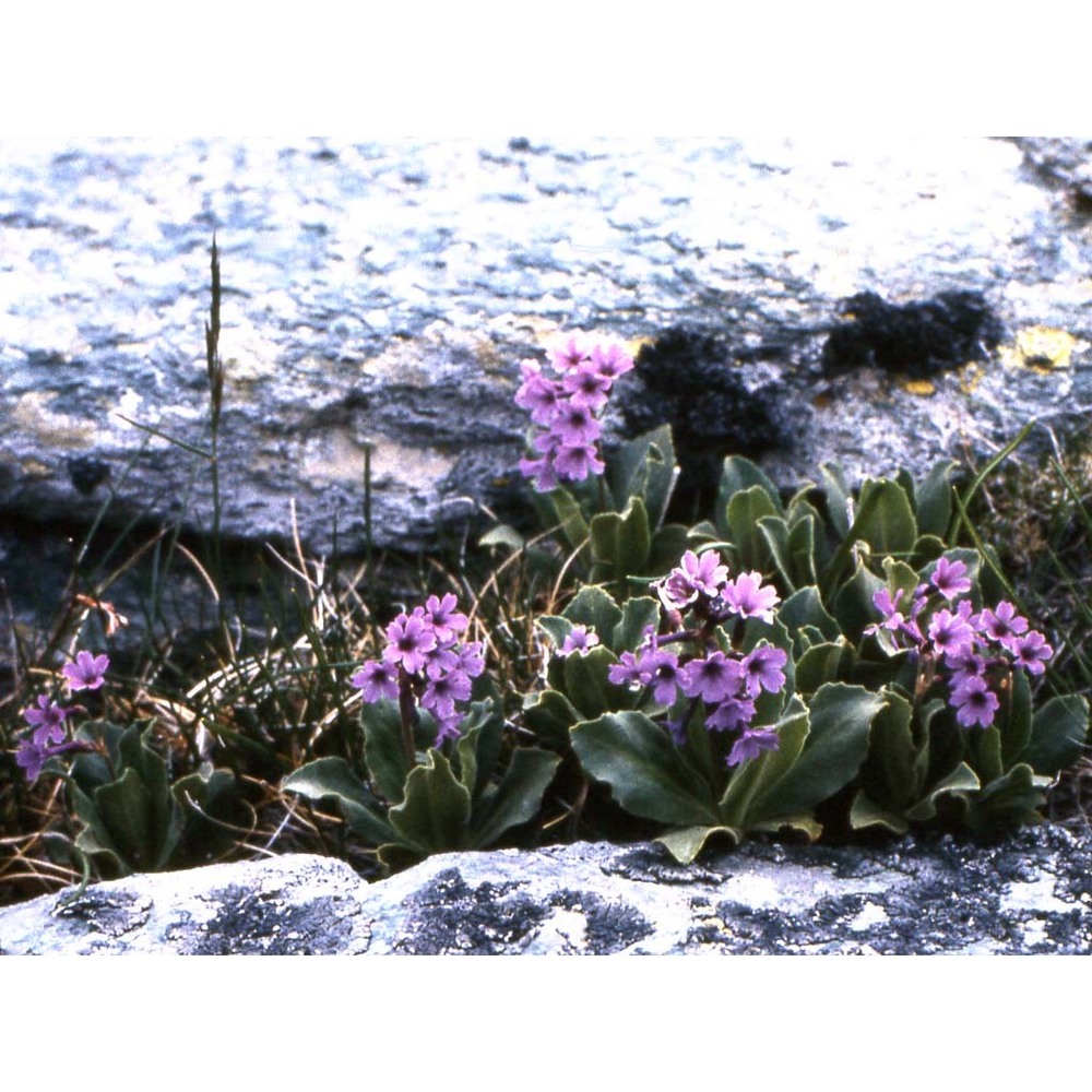 primula pedemontana e. thomas