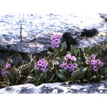 primula pedemontana e. thomas