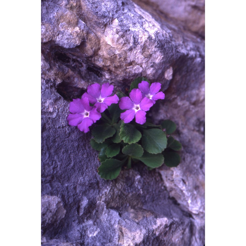 primula recubariensis prosser et scorteg.