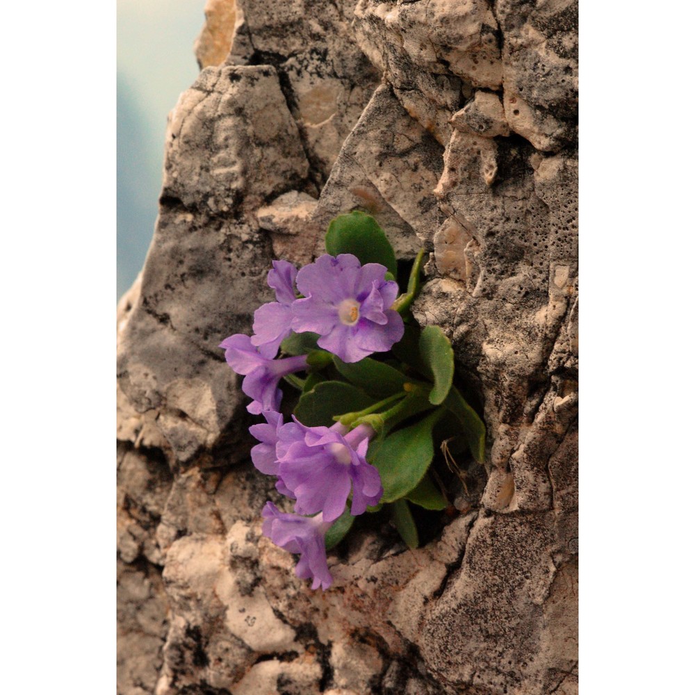 primula recubariensis prosser et scorteg.