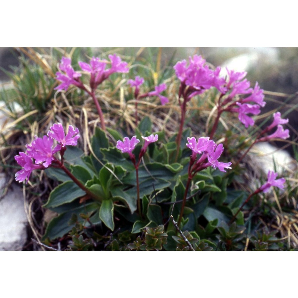 primula spectabilis tratt.