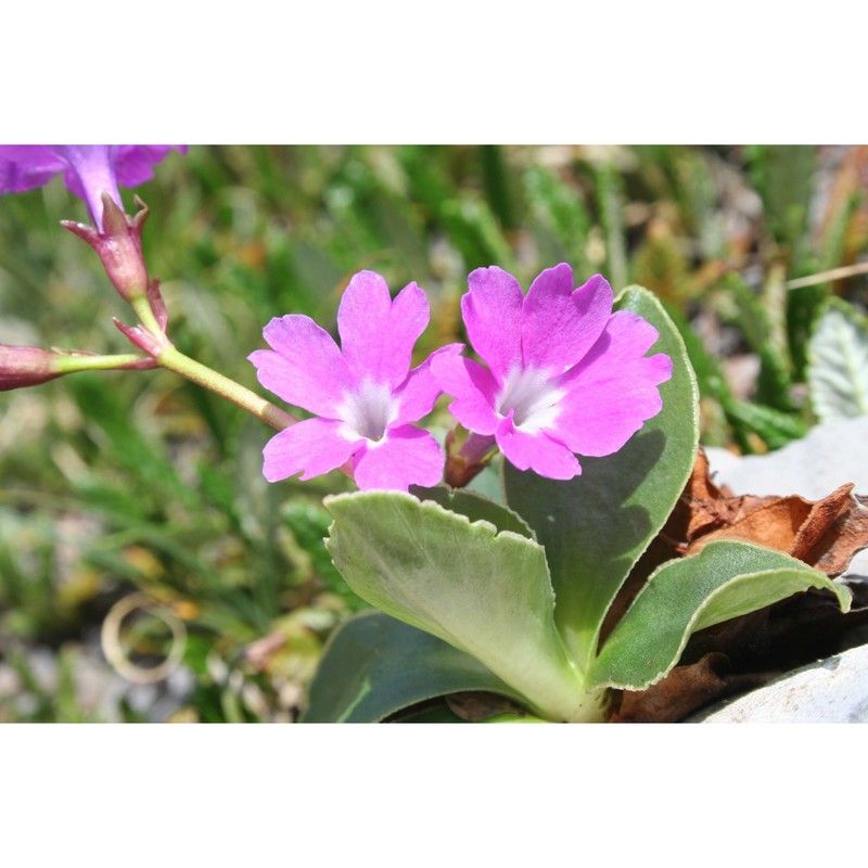 primula spectabilis tratt.