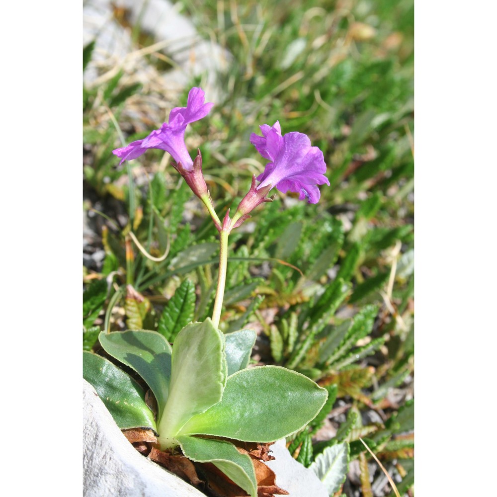 primula spectabilis tratt.