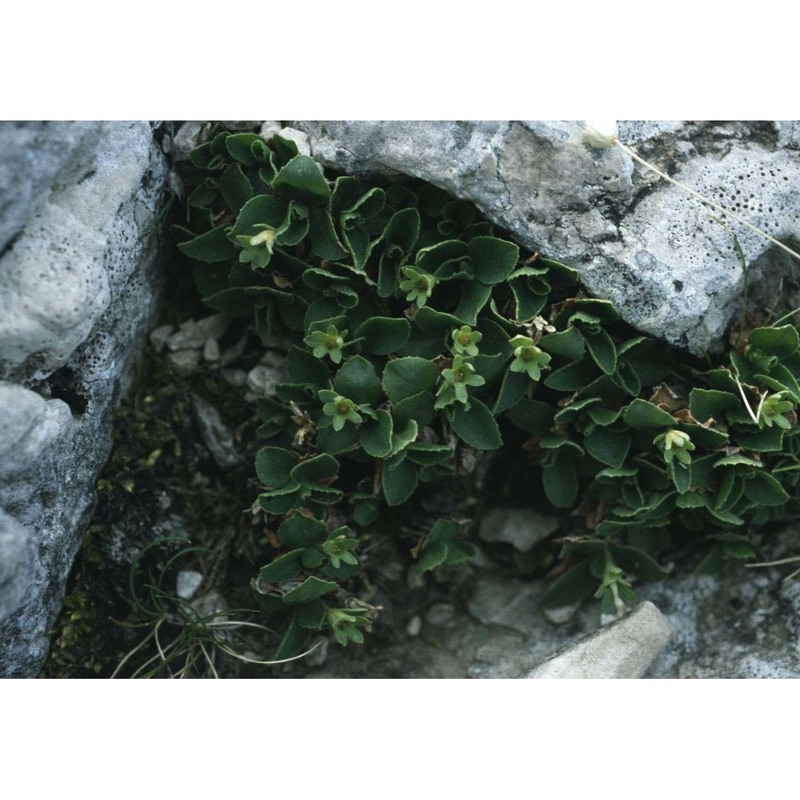 primula tyrolensis schott