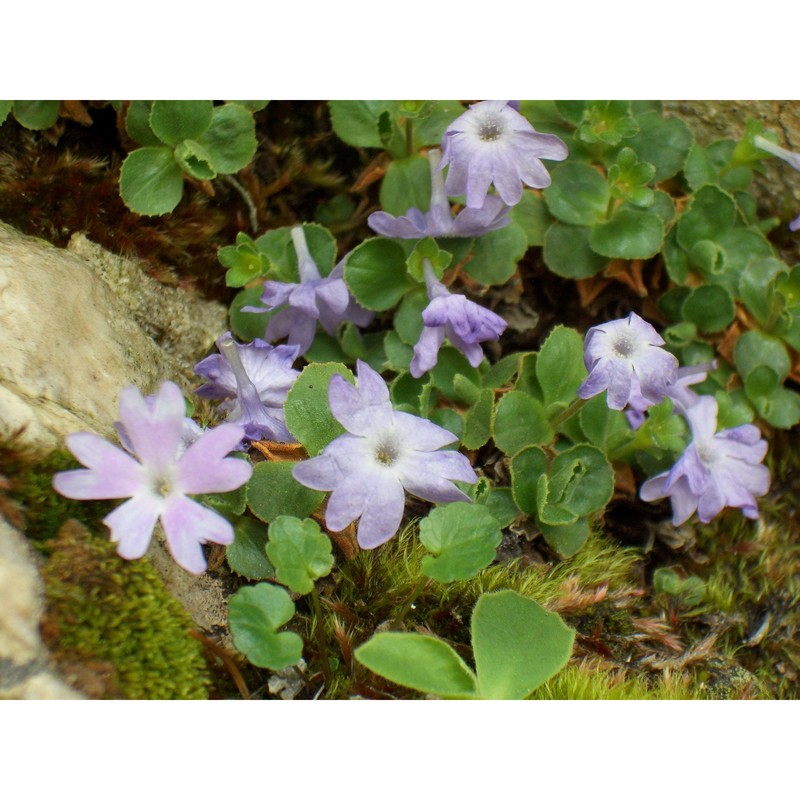 primula tyrolensis schott