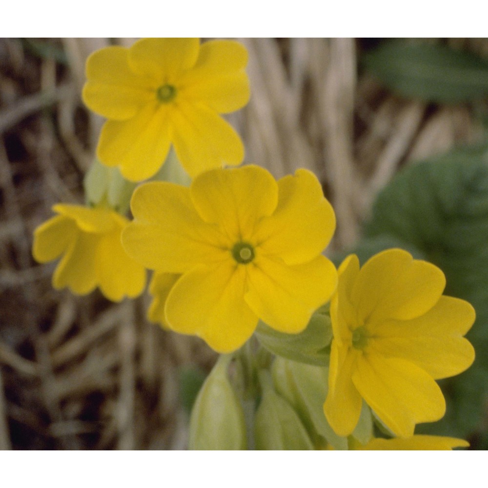 primula veris l.