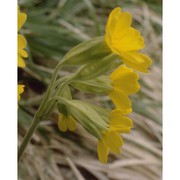 primula veris l.