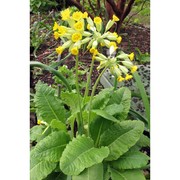 primula veris l.