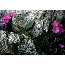 primula villosa wulfen