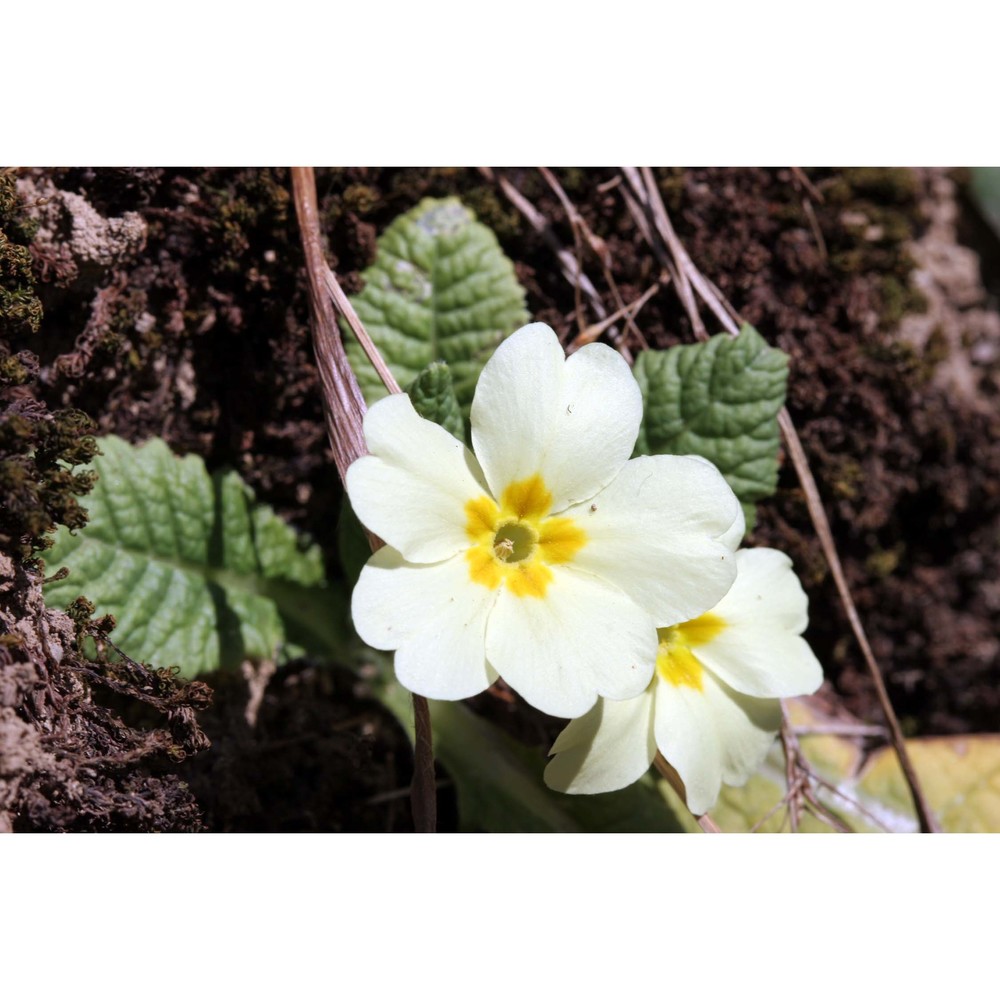 primula vulgaris huds.