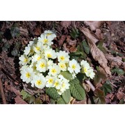 primula vulgaris huds.