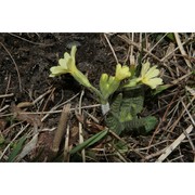 primula vulgaris huds.