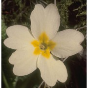 primula vulgaris huds.