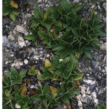 primula wulfeniana schott