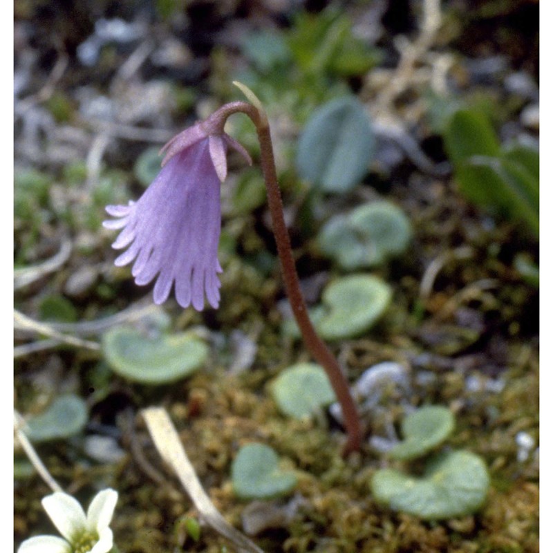 soldanella alpicola f. k. mey.