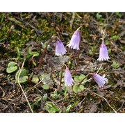 soldanella alpicola f. k. mey.