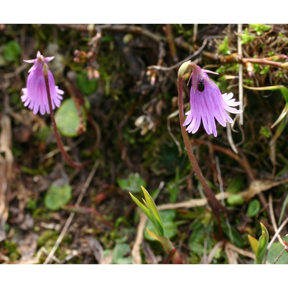 soldanella alpicola f. k. mey.