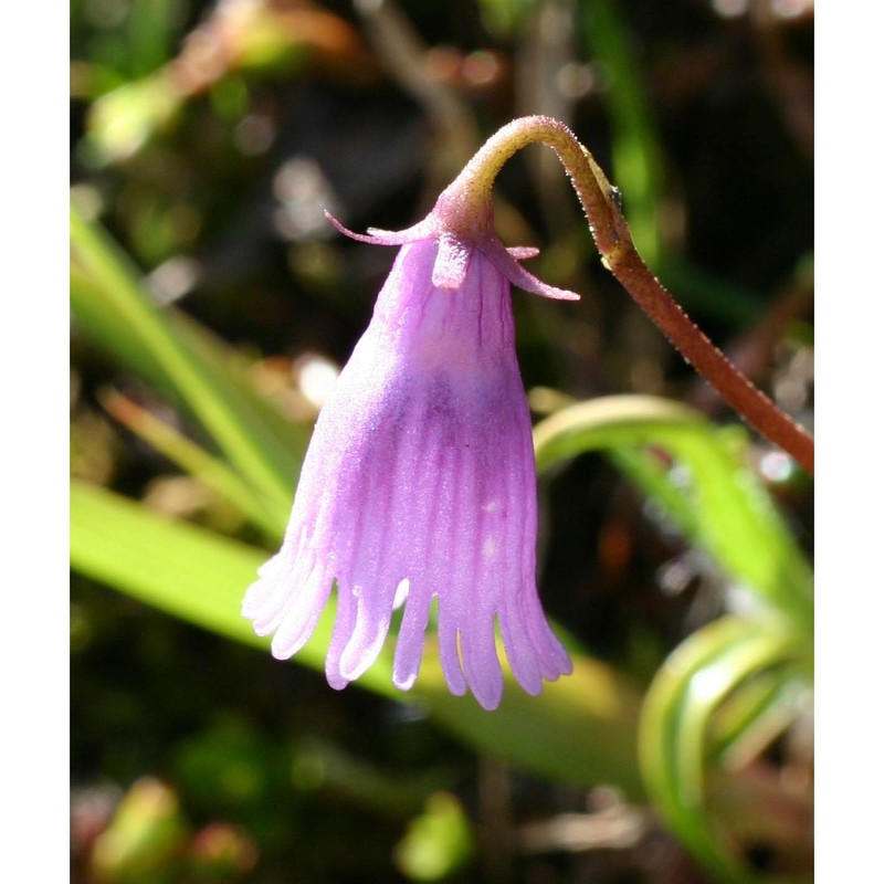 soldanella alpicola f. k. mey.