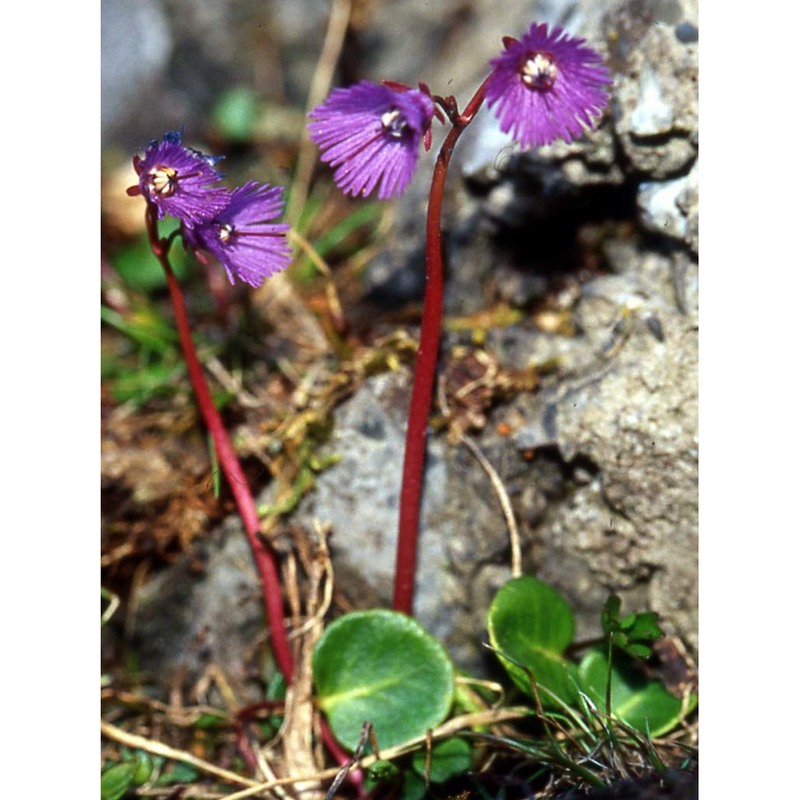 soldanella alpina l.