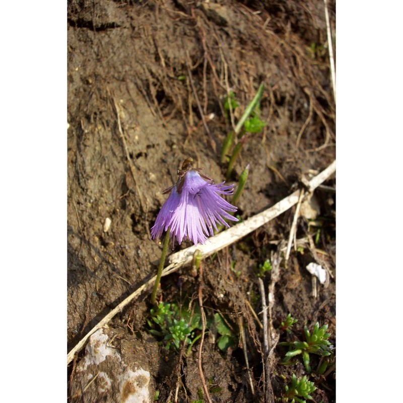 soldanella alpina l.