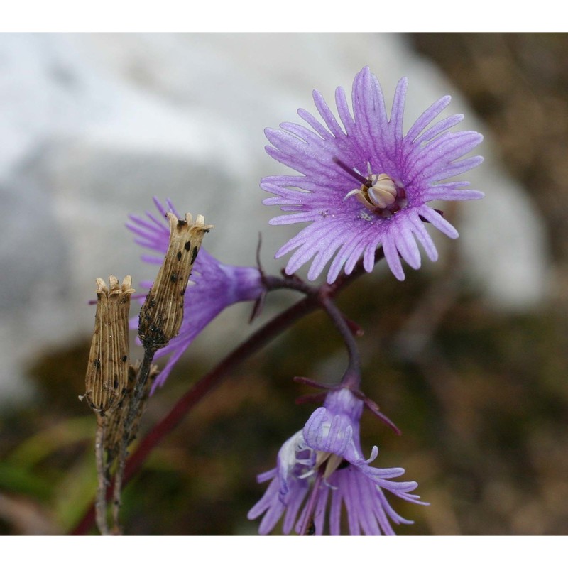 soldanella alpina l.