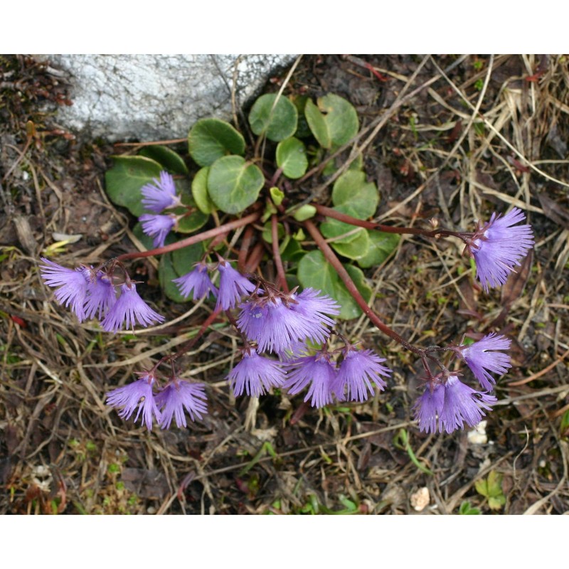 soldanella alpina l.