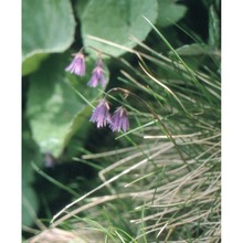 soldanella calabrella kress