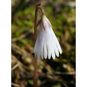 soldanella minima hoppe