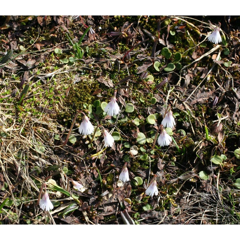 soldanella minima hoppe