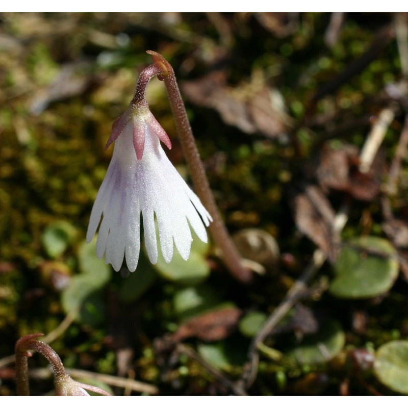 soldanella minima hoppe