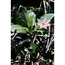 trientalis europaea l.