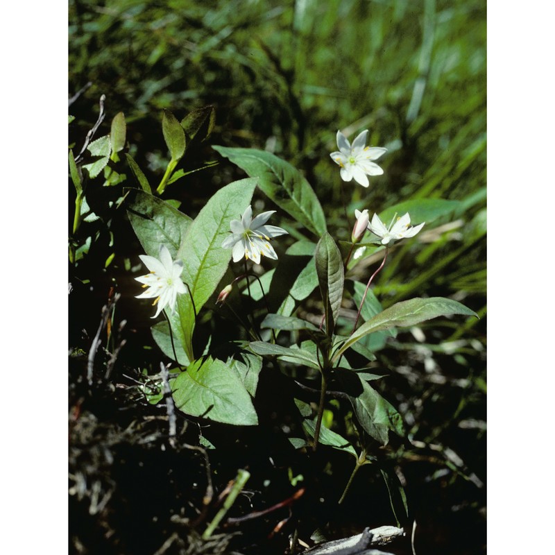 trientalis europaea l.