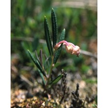 andromeda polifolia l.