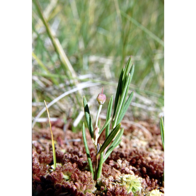 andromeda polifolia l.