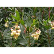 arbutus unedo l.