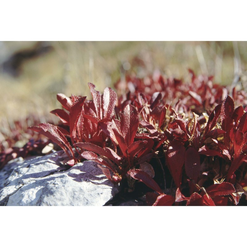 arctostaphylos alpinus (l.) spreng.