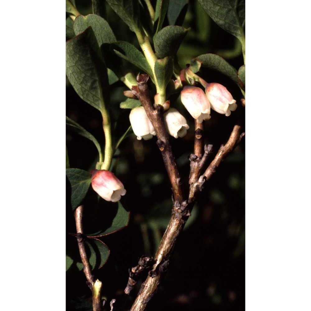 arctostaphylos alpinus (l.) spreng.