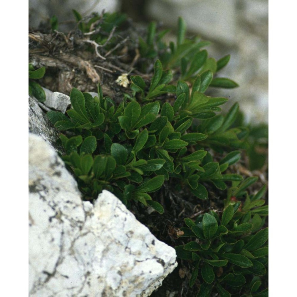 arctostaphylos alpinus (l.) spreng.