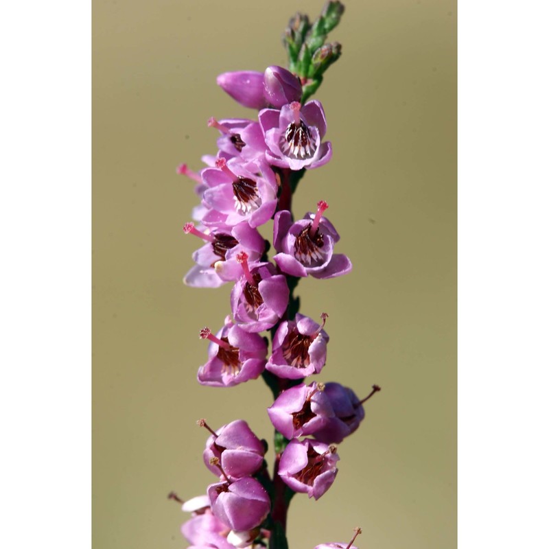 calluna vulgaris (l.) hull