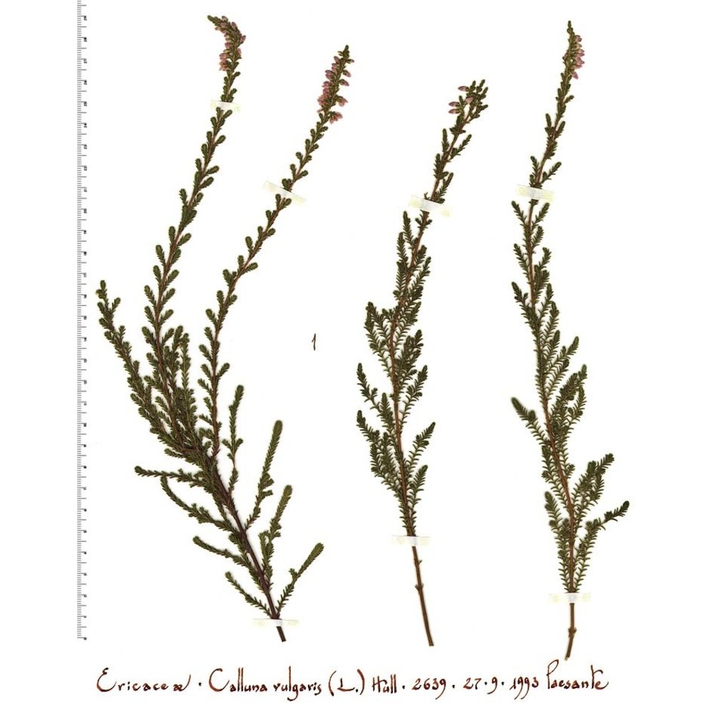 calluna vulgaris (l.) hull