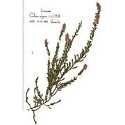 calluna vulgaris (l.) hull